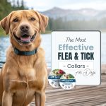 The Most Effective Flea & Tick Collars for Dogs Dog Care